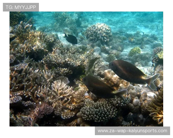 海底探险潜水比赛，领略海底珊瑚礁的奇幻景色，海底潜水视频素材